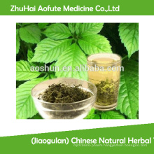 (Jiaogulan) Chinese Natural Herbal Tea Gynostemma